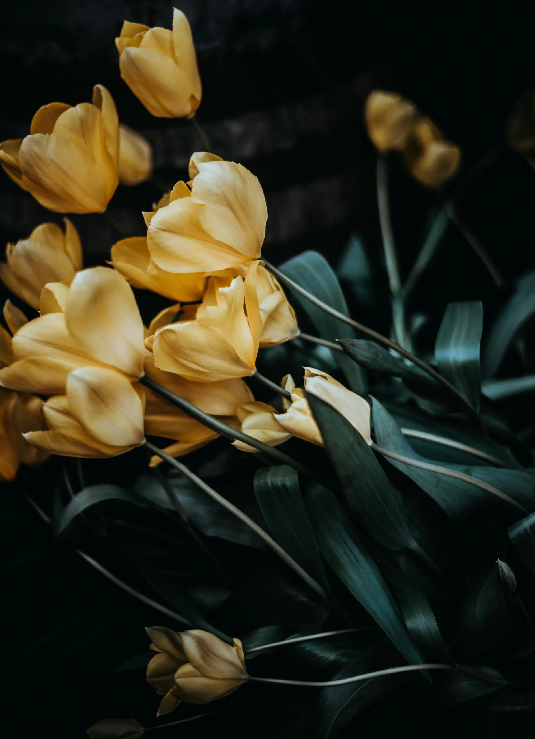 des fleurs printanières jaunes et leur feuillage vert foncé sous une lumière douce