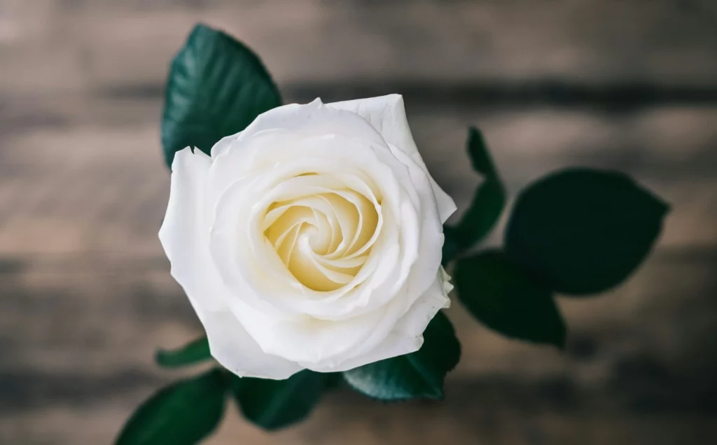 rose blanche symbolisant le deuil et l'hommage